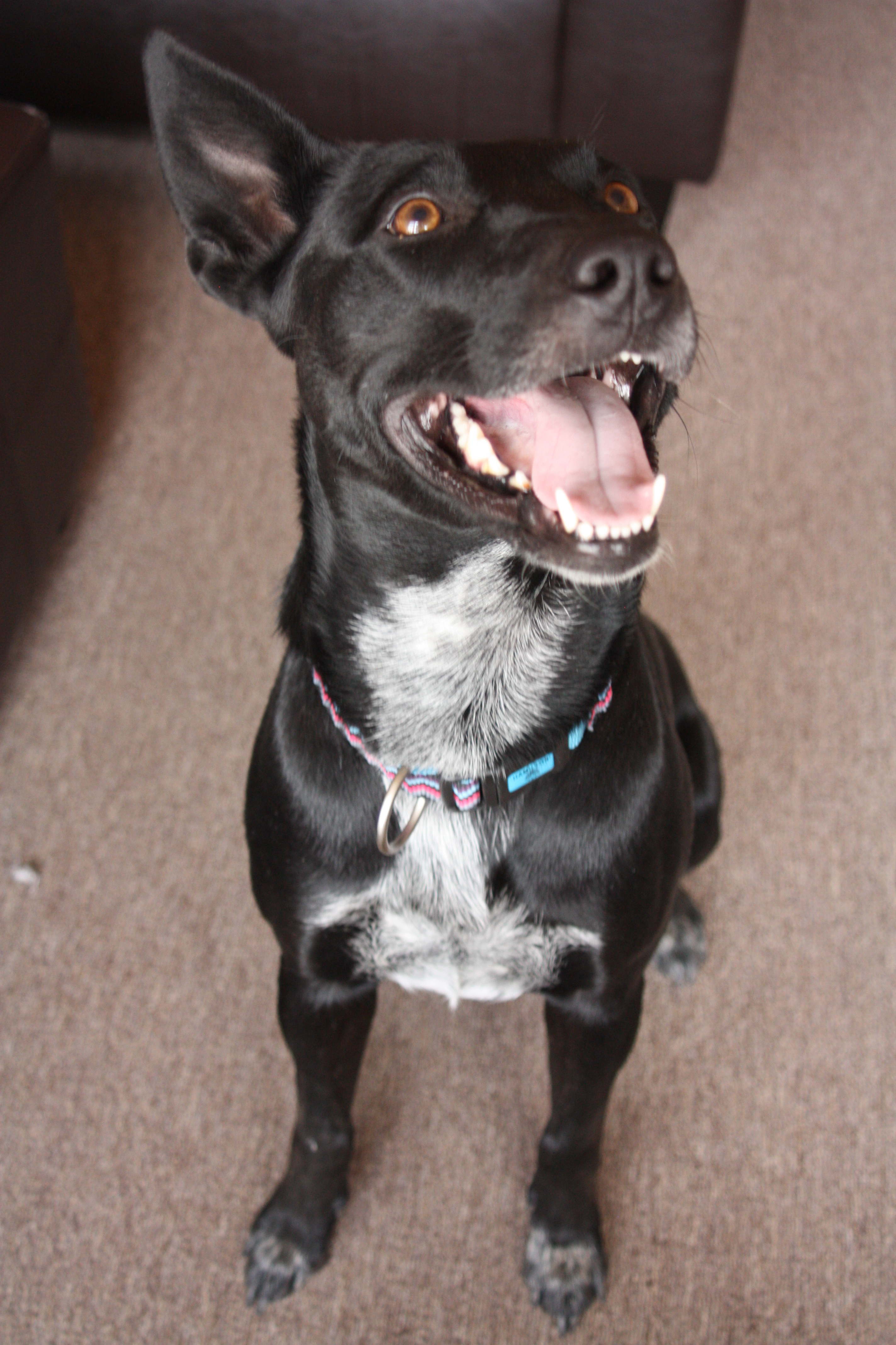 Luna, a Adoptable mixed breed in Sheridan, WY image 1/5