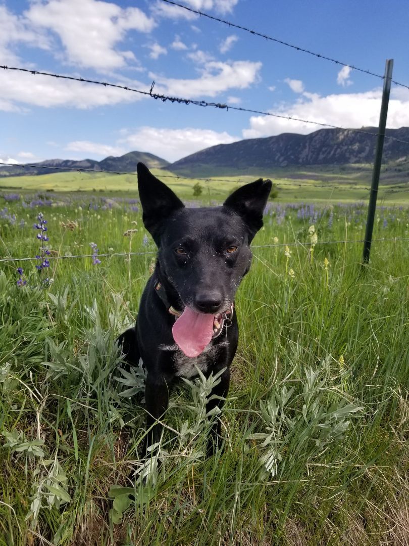 Luna, Adoptable, Young Female Border Collie & Husky.