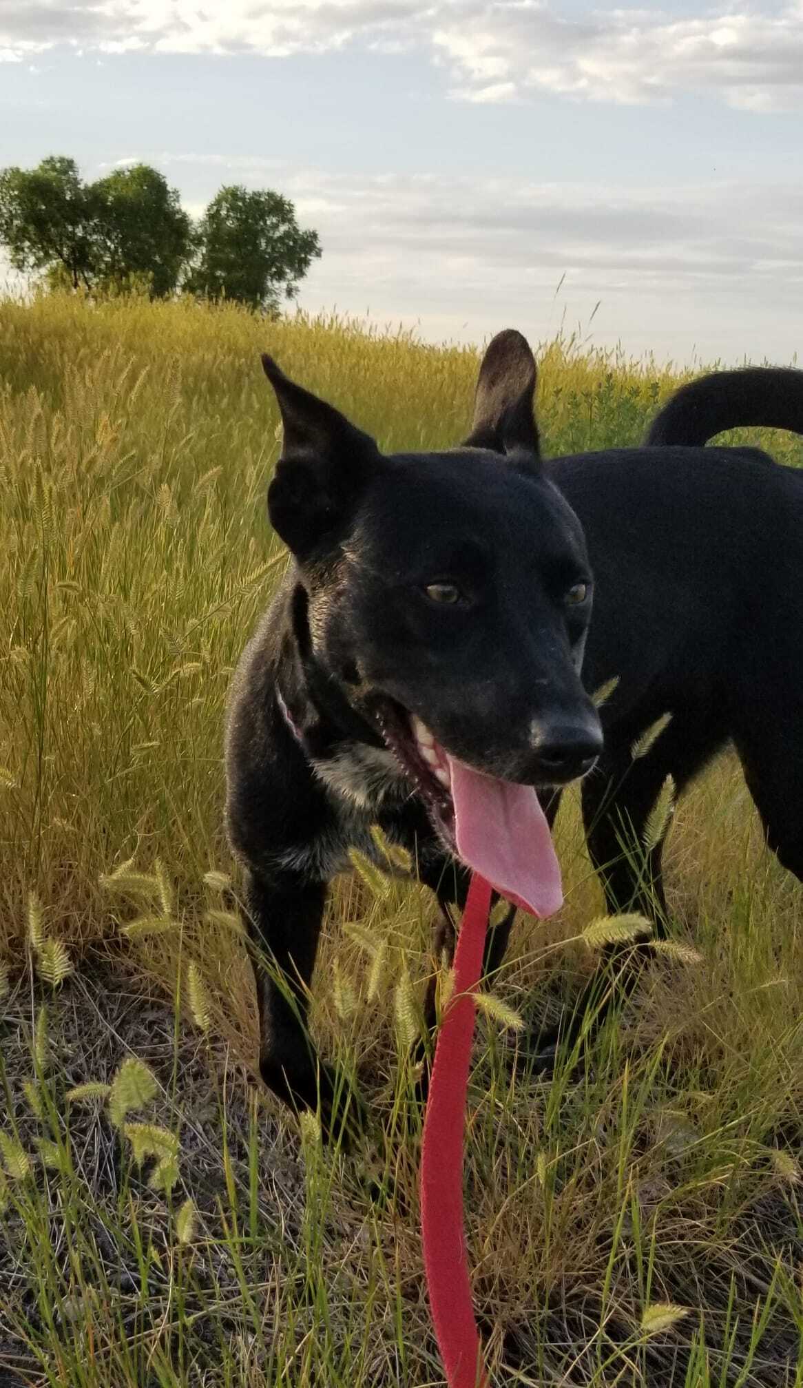 Luna, a Adoptable mixed breed in Sheridan, WY image 3/5