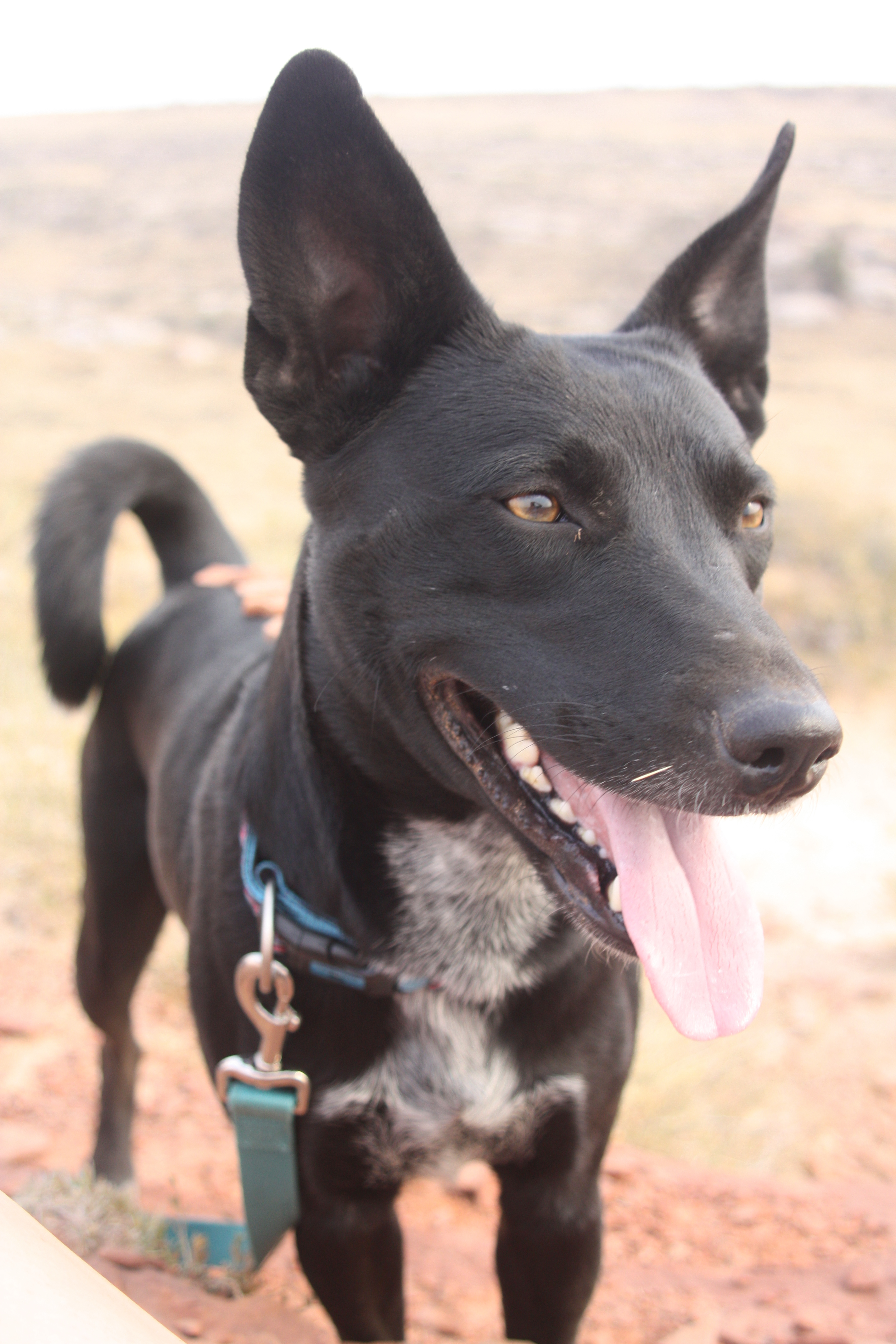 Luna, a Adoptable mixed breed in Sheridan, WY image 4/5