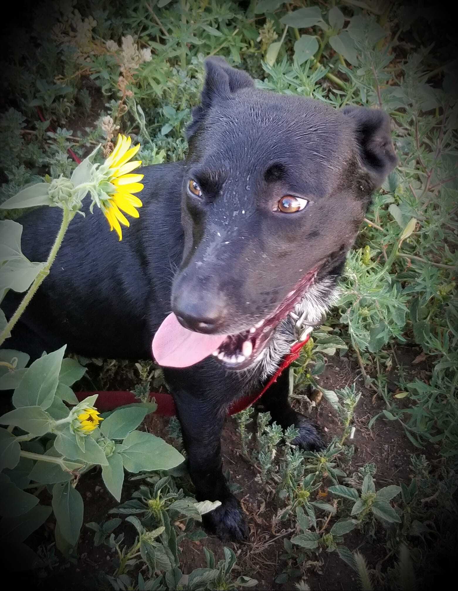 Luna, a Adoptable mixed breed in Sheridan, WY image 5/5