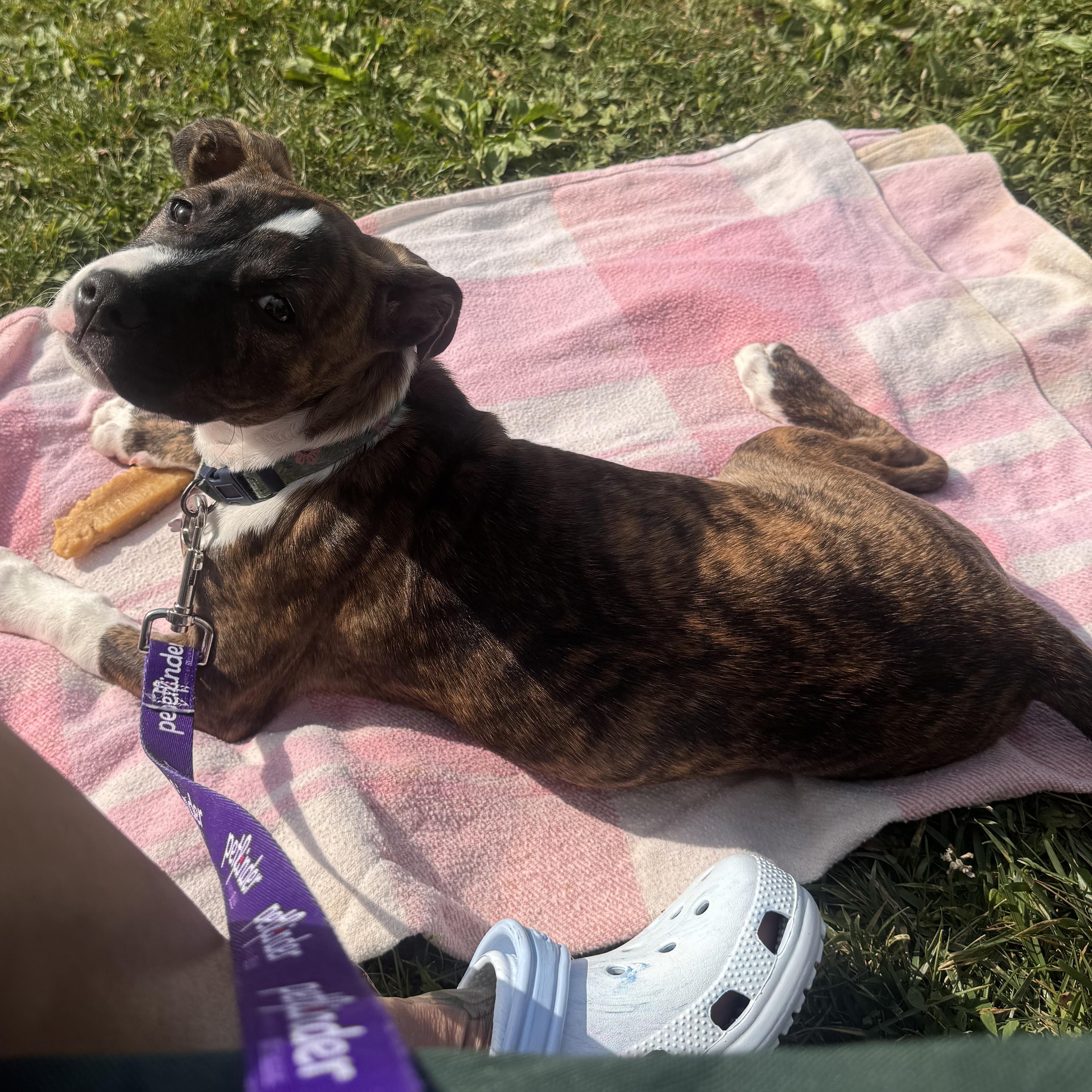 Cheese, adoptable, Puppy Female Pit Bull Terrier.
