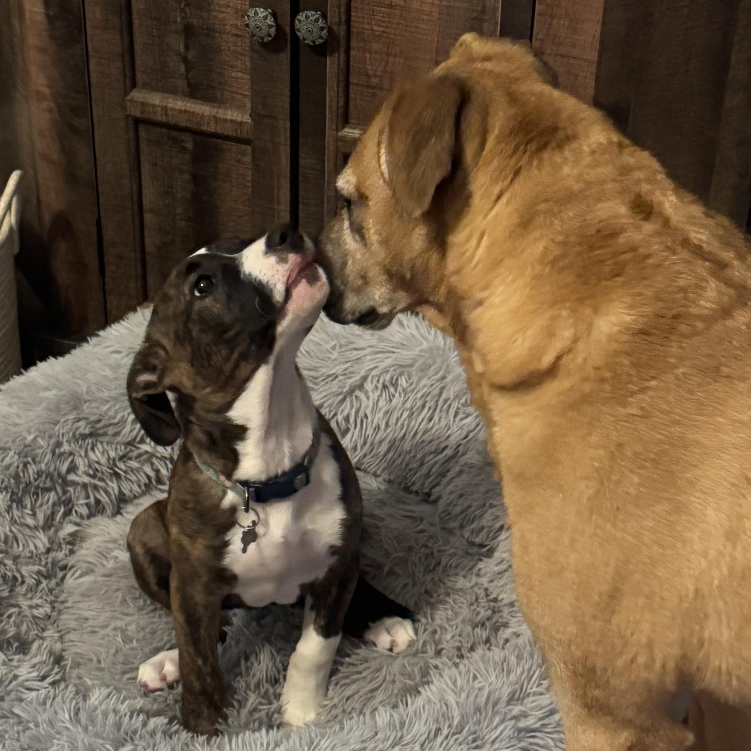 Cheese, an adopted mixed breed in Painesville, OH image 3/6