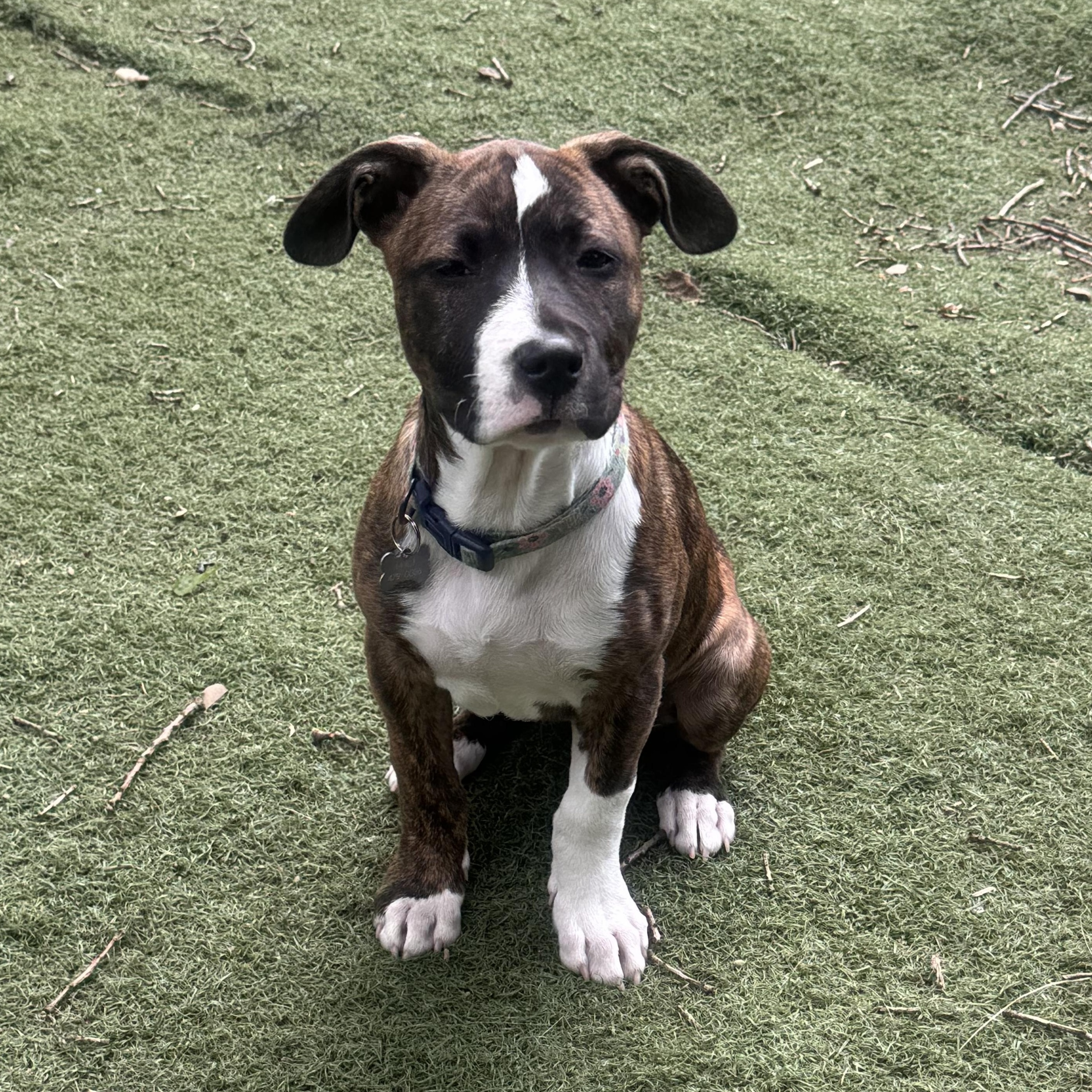 Cheese, an adopted mixed breed in Painesville, OH image 4/6