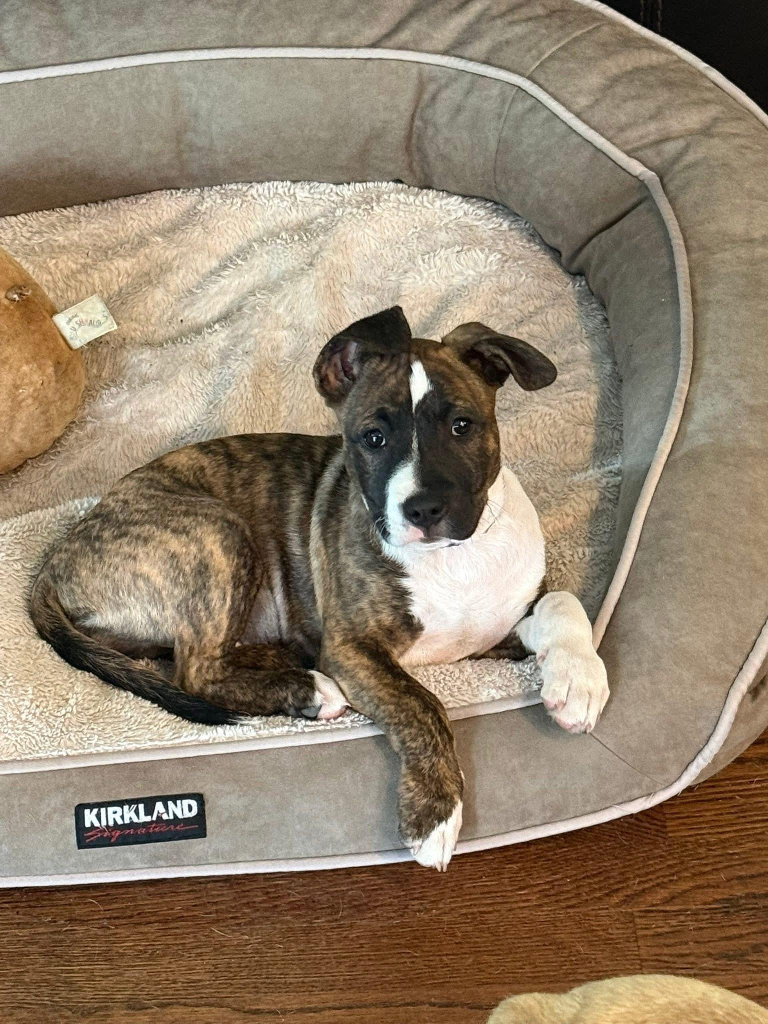 Cheese, Adoptable, Puppy Female Pit Bull Terrier.