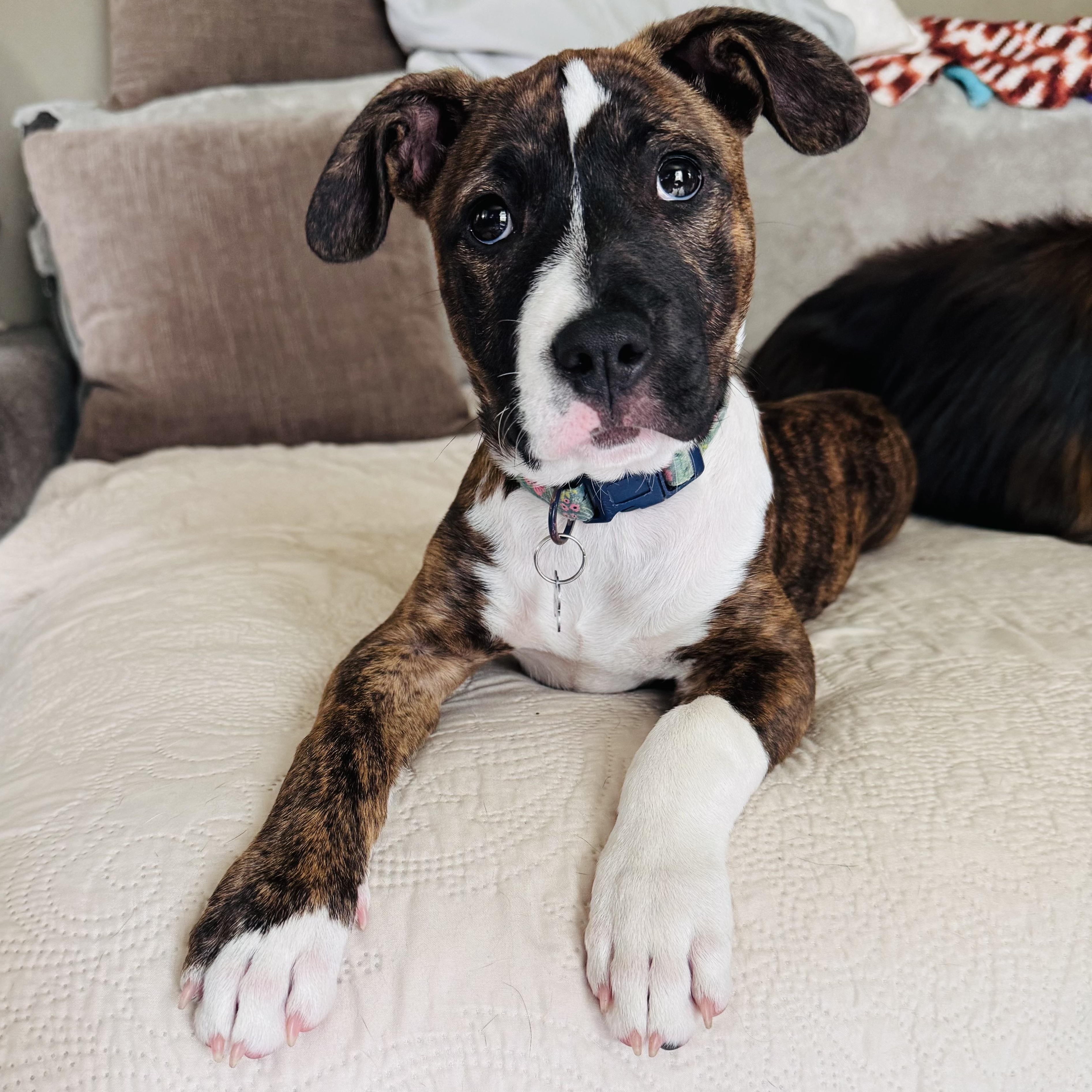 Cheese, an adopted mixed breed in Painesville, OH image 6/6