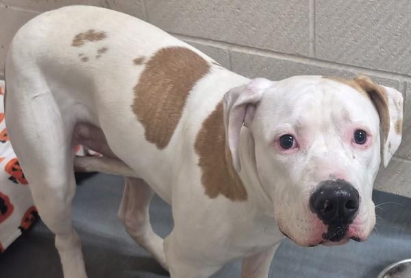 25-11-3436 Bandit, Adoptable, Adult Male Pit Bull Terrier.