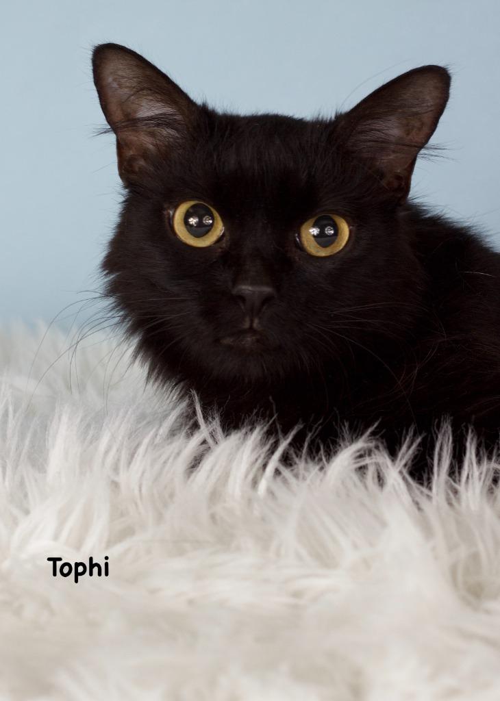 Tophi, Adoptable, Young Female Domestic Short Hair.