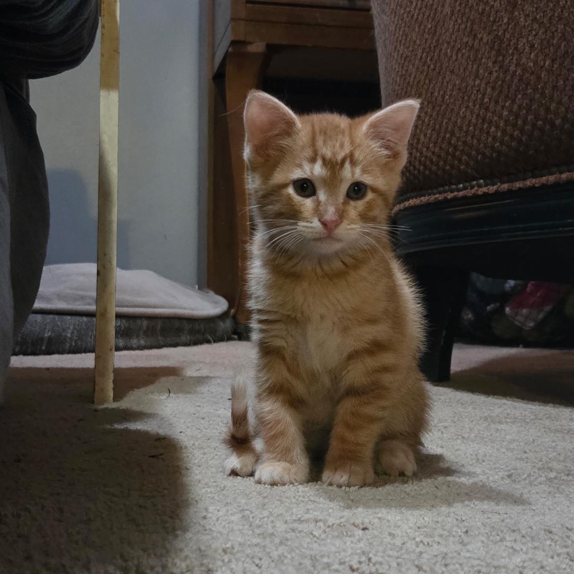 Schwartz, Adoptable, Kitten Male Domestic Short Hair & Tabby.