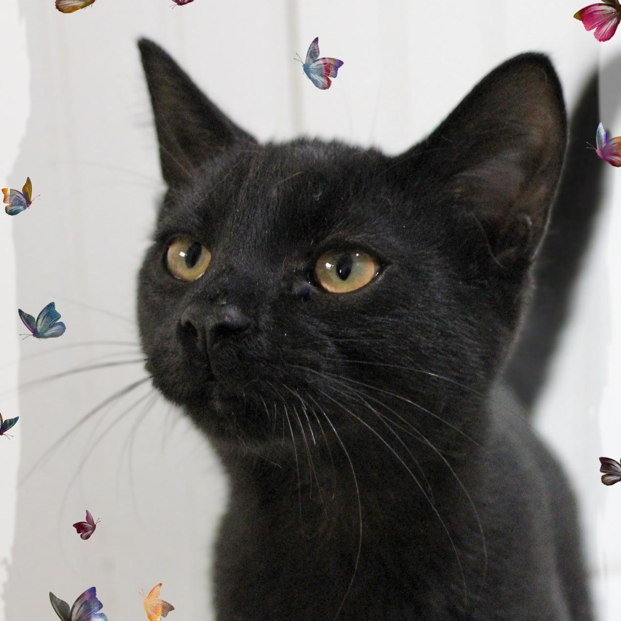 Nolan, Adoptable, Kitten Male Domestic Short Hair.