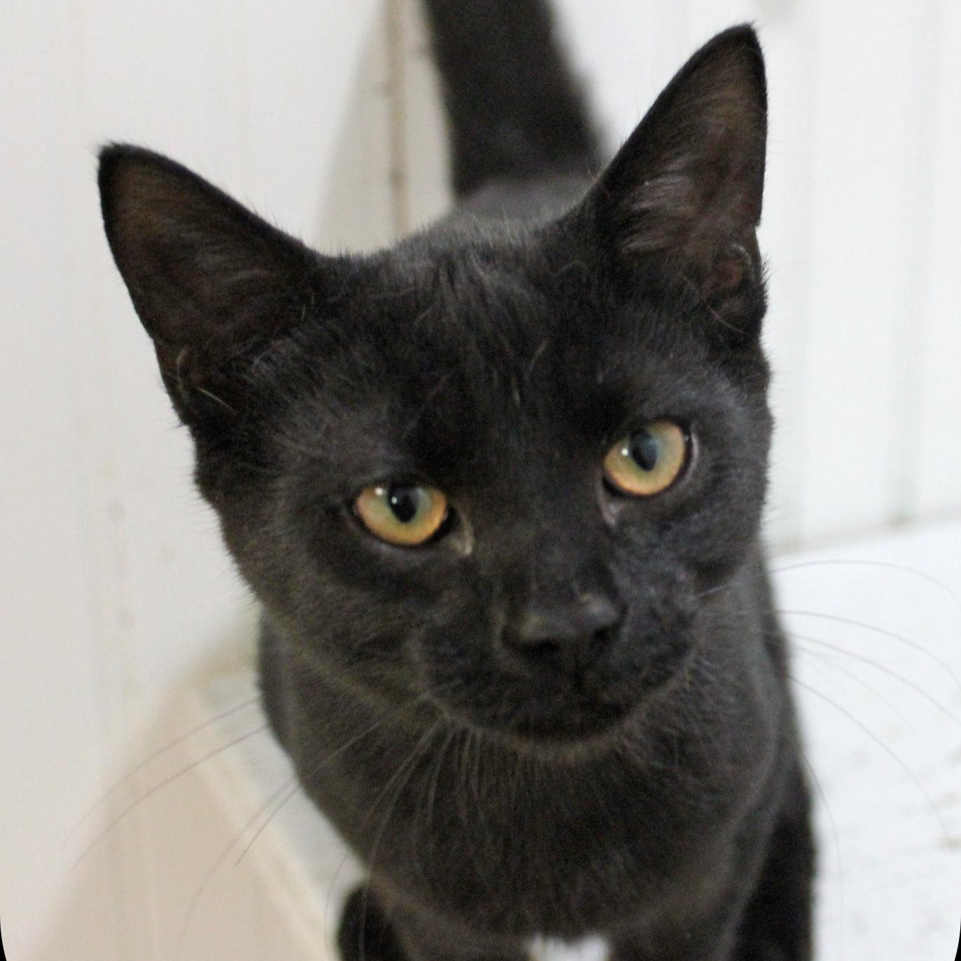 Enlarge Nolan, a Adoptable Domestic Short Hair in Amelia, OH image 2/2