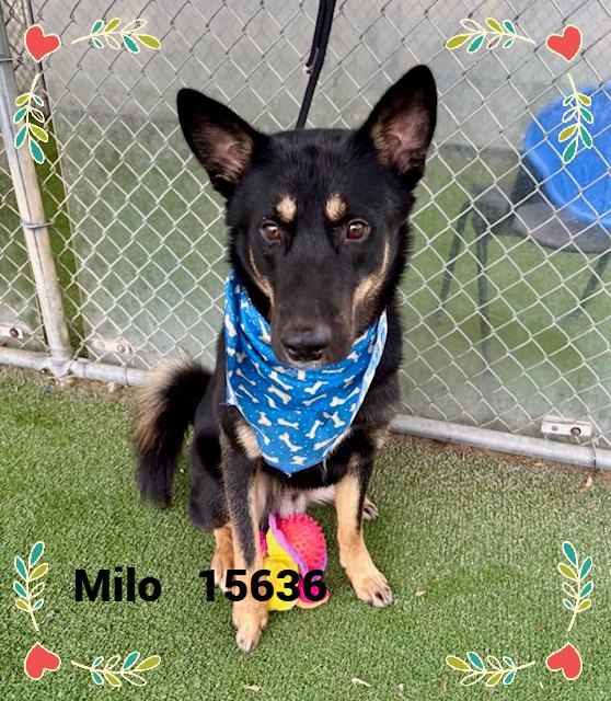 Enlarge MILO, an adoptable mixed breed in Marietta, GA image 2/4