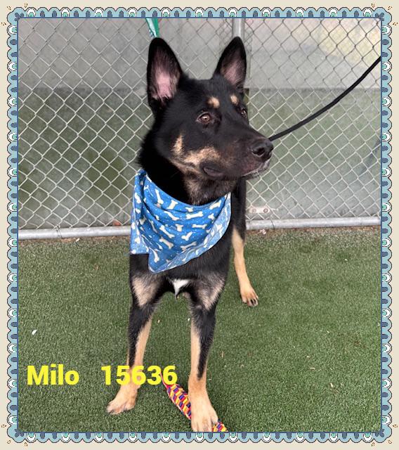 Enlarge MILO, an adoptable mixed breed in Marietta, GA image 3/4
