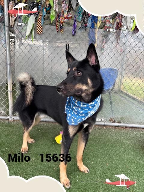 Enlarge MILO, an adoptable mixed breed in Marietta, GA image 4/4