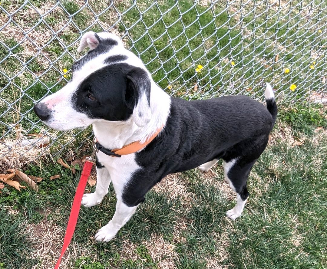 Arrow, Adult Male Australian Shepherd