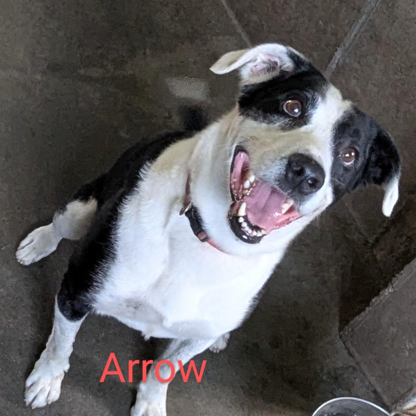 Enlarge Arrow, a Adopted mixed breed in Falls City, NE image 1/1