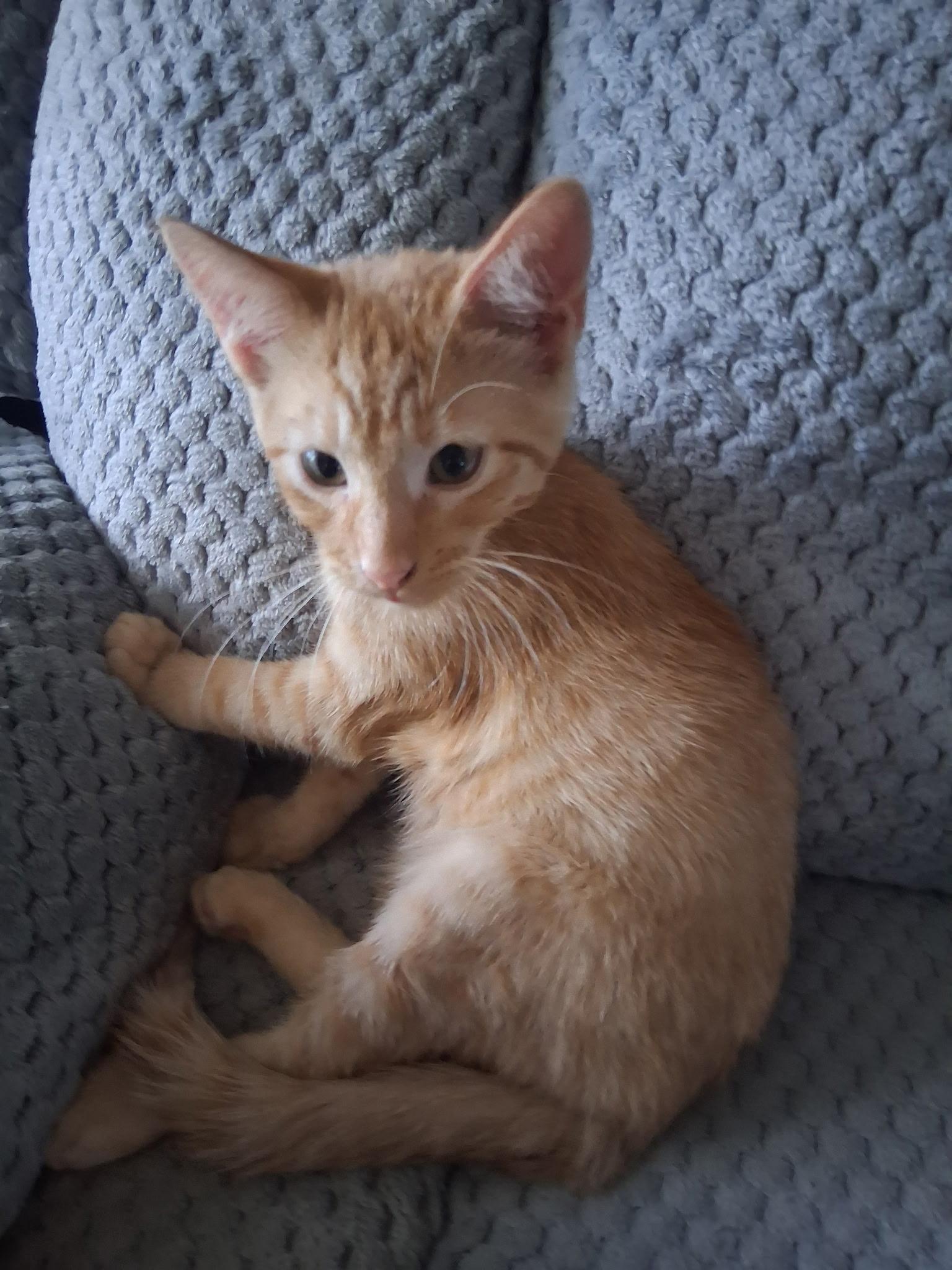 Enlarge Marris, a Adoptable Domestic Short Hair in Pocatello, ID image 1/1