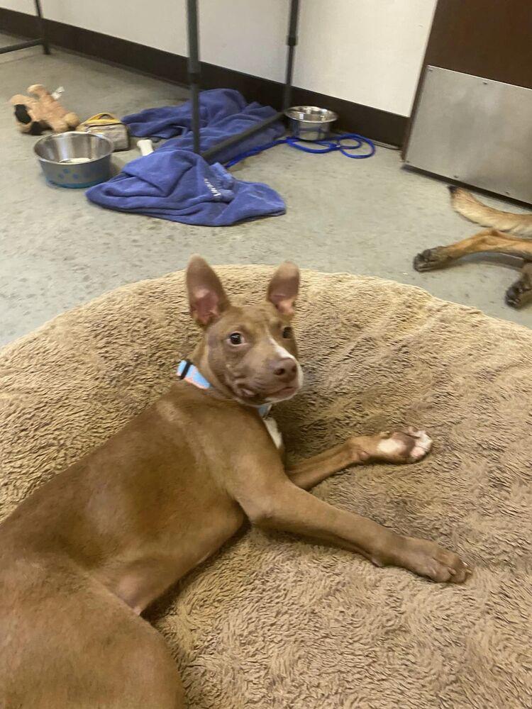 Enlarge Pebbles, a Adoptable mixed breed in Calgary, AB image 2/2