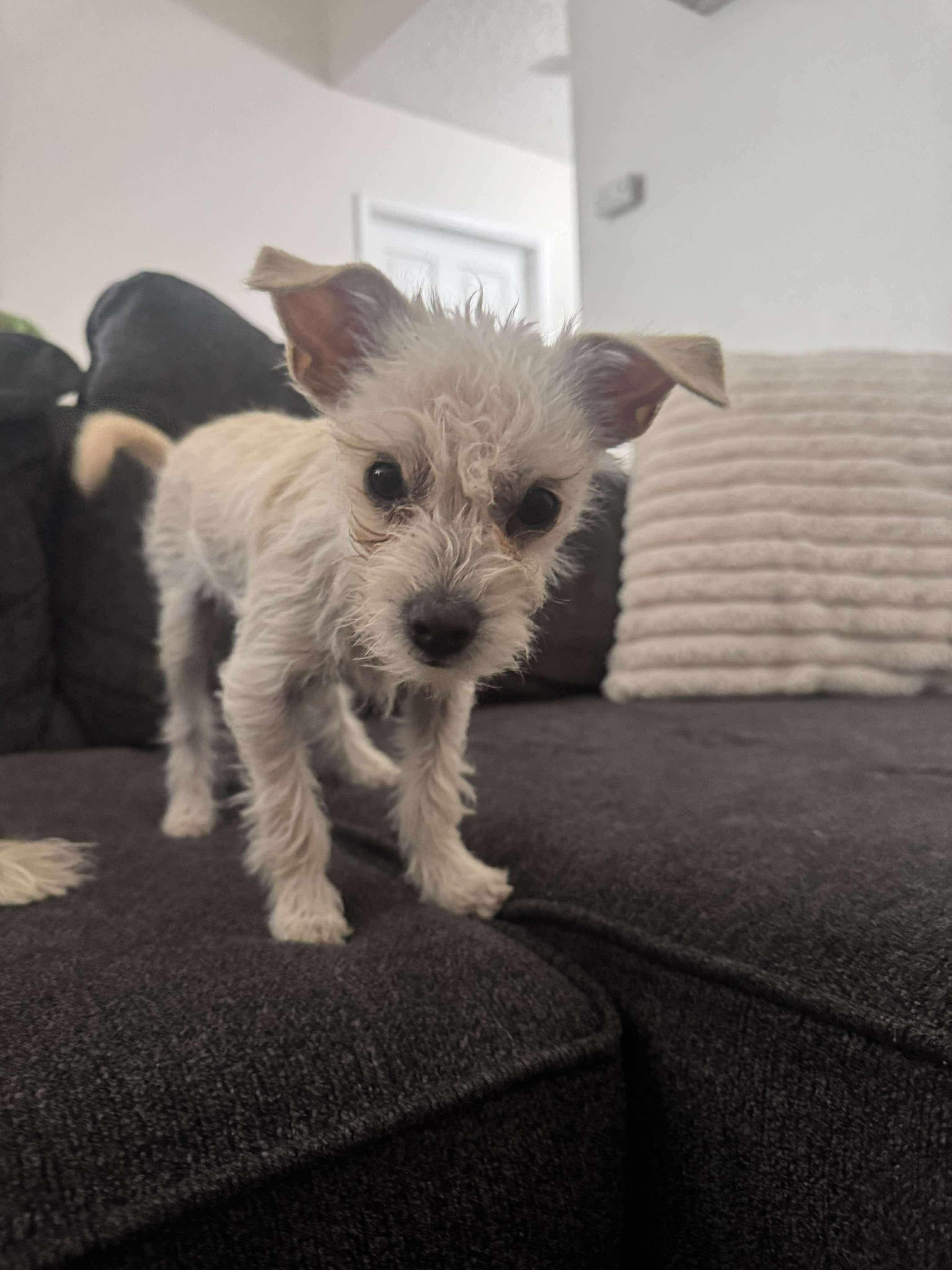 Blizzard, a ADOPTABLE mixed breed in Van Nuys, CA image 1/3