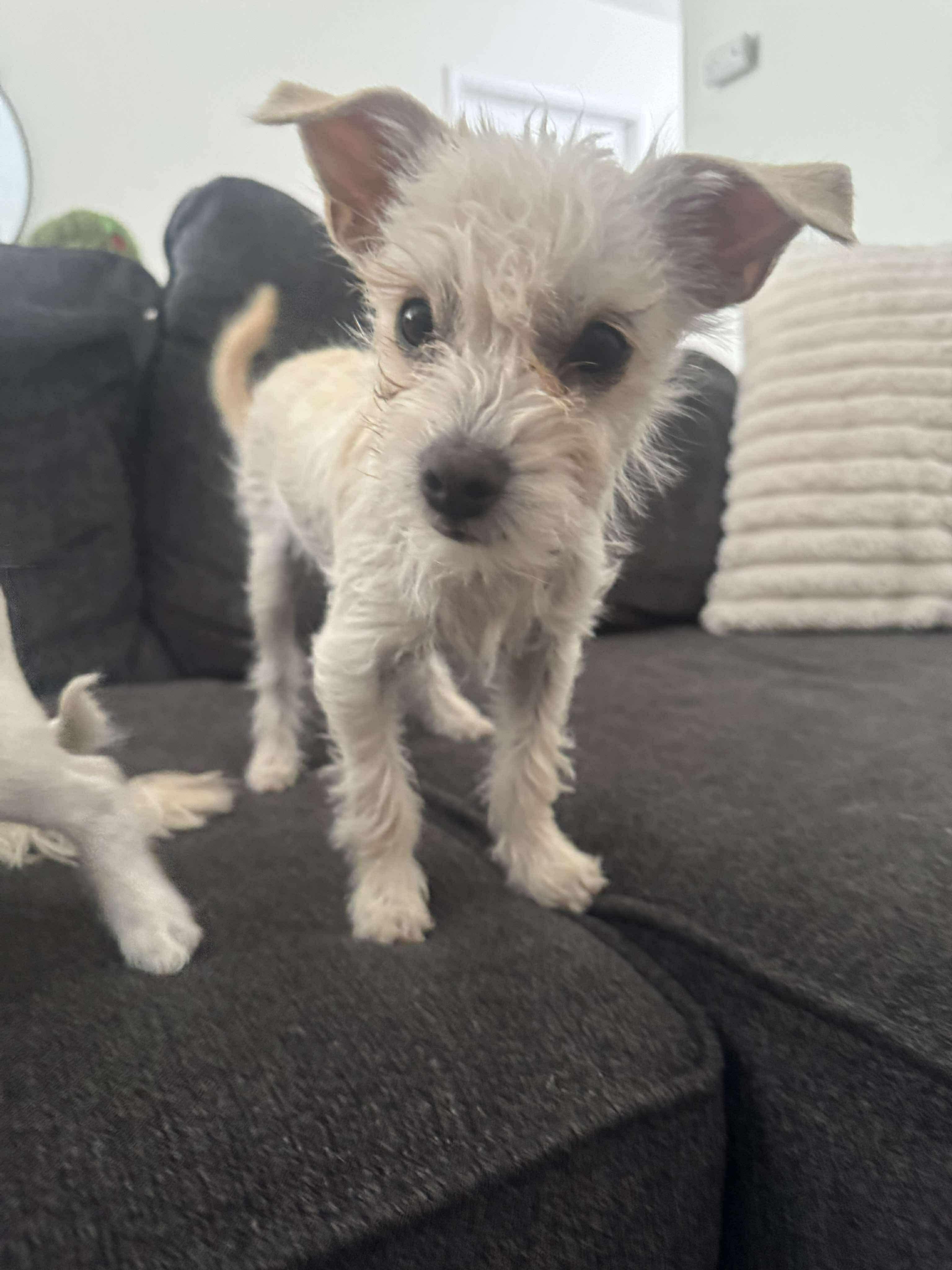 Blizzard, a ADOPTABLE mixed breed in Van Nuys, CA image 2/3