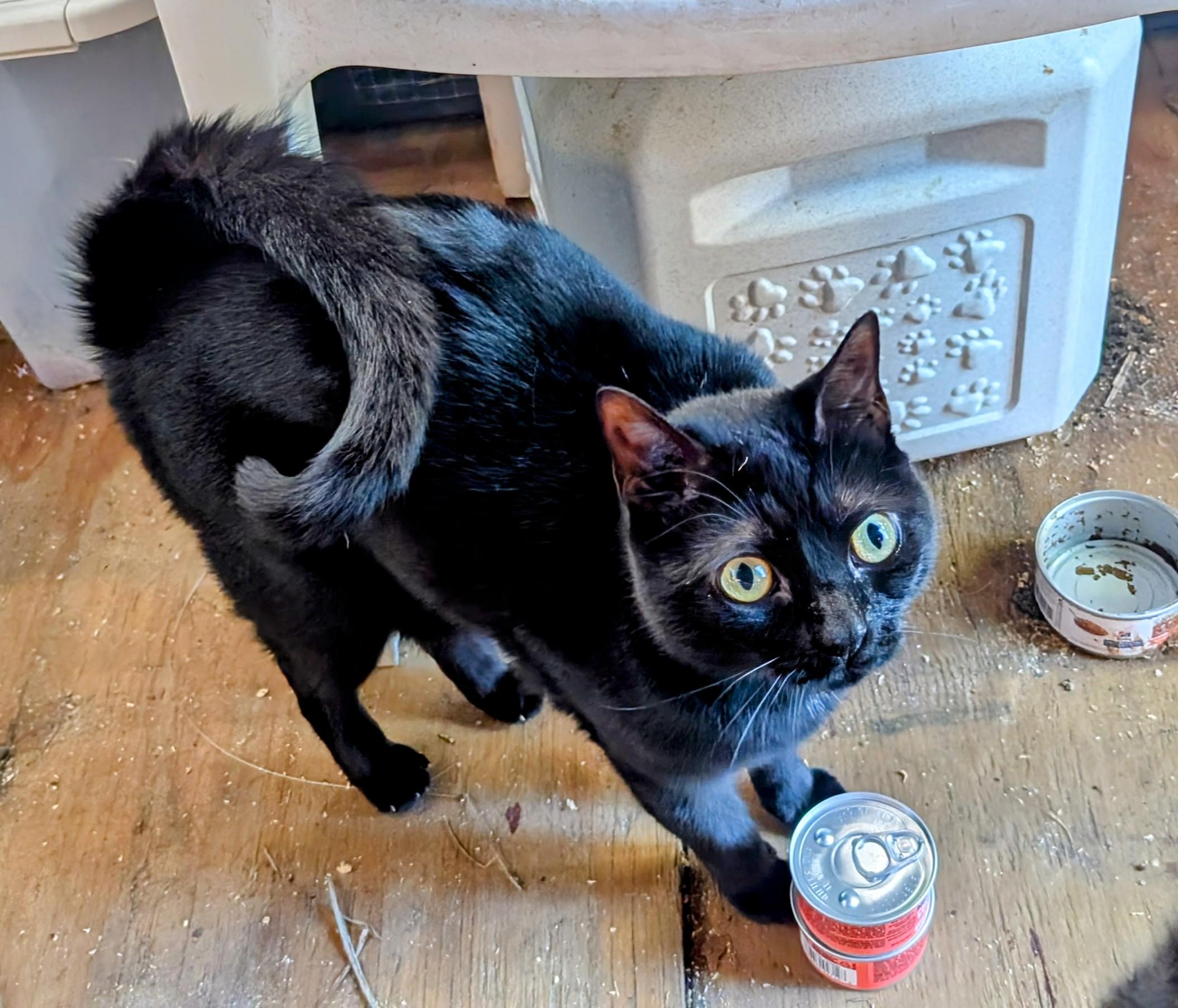 Java aka Tianna, a Adoptable Domestic Short Hair in Fort Lauderdale, FL image 3/9