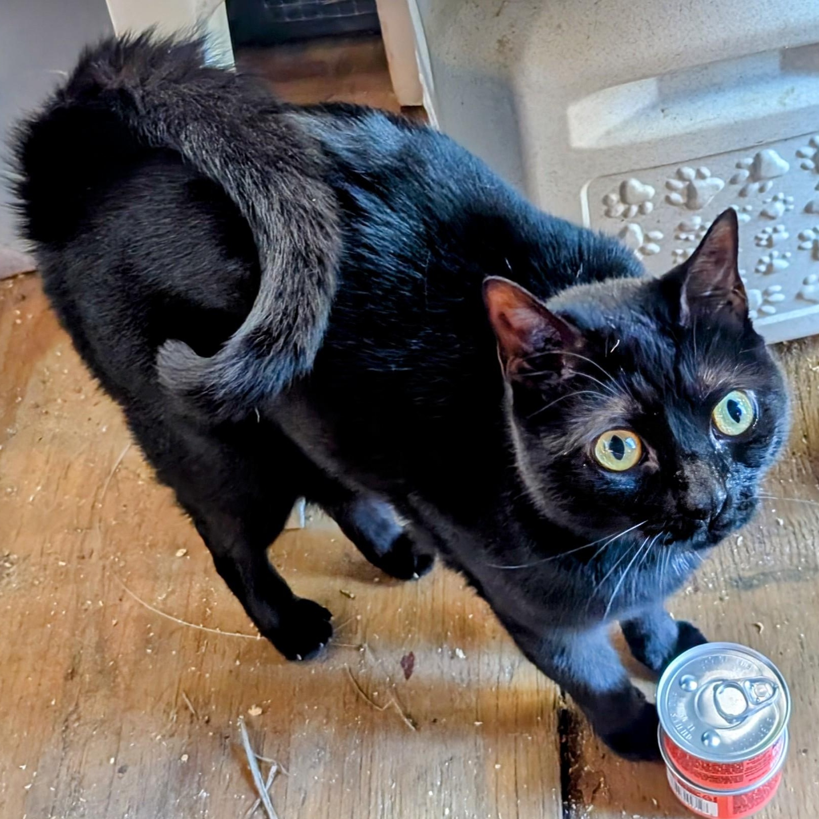 Enlarge Tianna, a Adoptable Domestic Short Hair in Fort Lauderdale, FL image 1/8