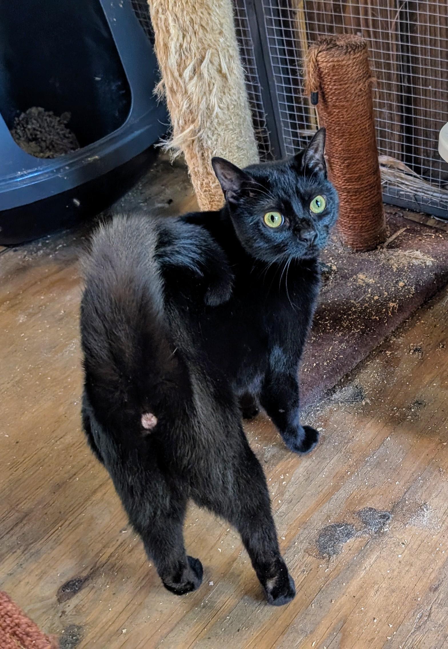 Java aka Tianna, a Adoptable Domestic Short Hair in Fort Lauderdale, FL image 5/9