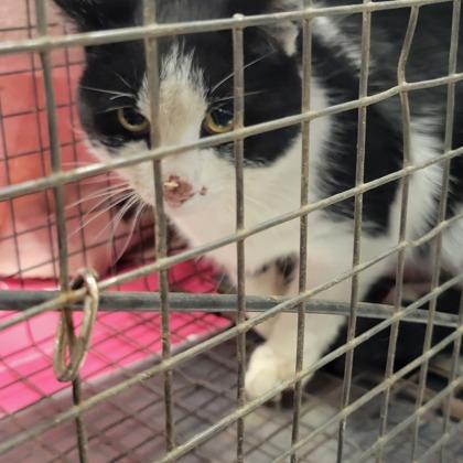 Enlarge Rhino, an adopted mixed breed in Toronto, ON image 3/6