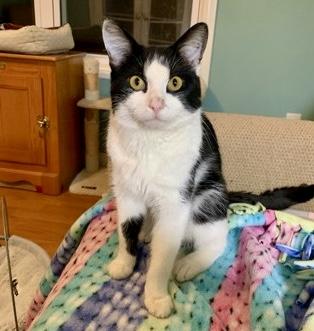 Enlarge Rhino, an adopted mixed breed in Toronto, ON image 5/6