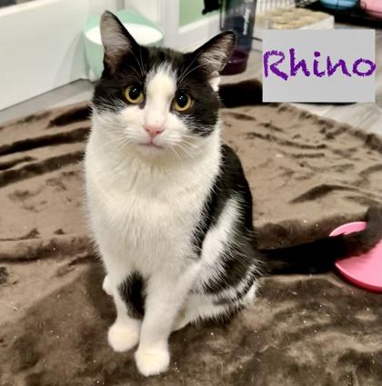 Enlarge Rhino, an adopted mixed breed in Toronto, ON image 2/6