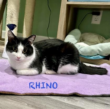 Enlarge Rhino, an adopted mixed breed in Toronto, ON image 6/6
