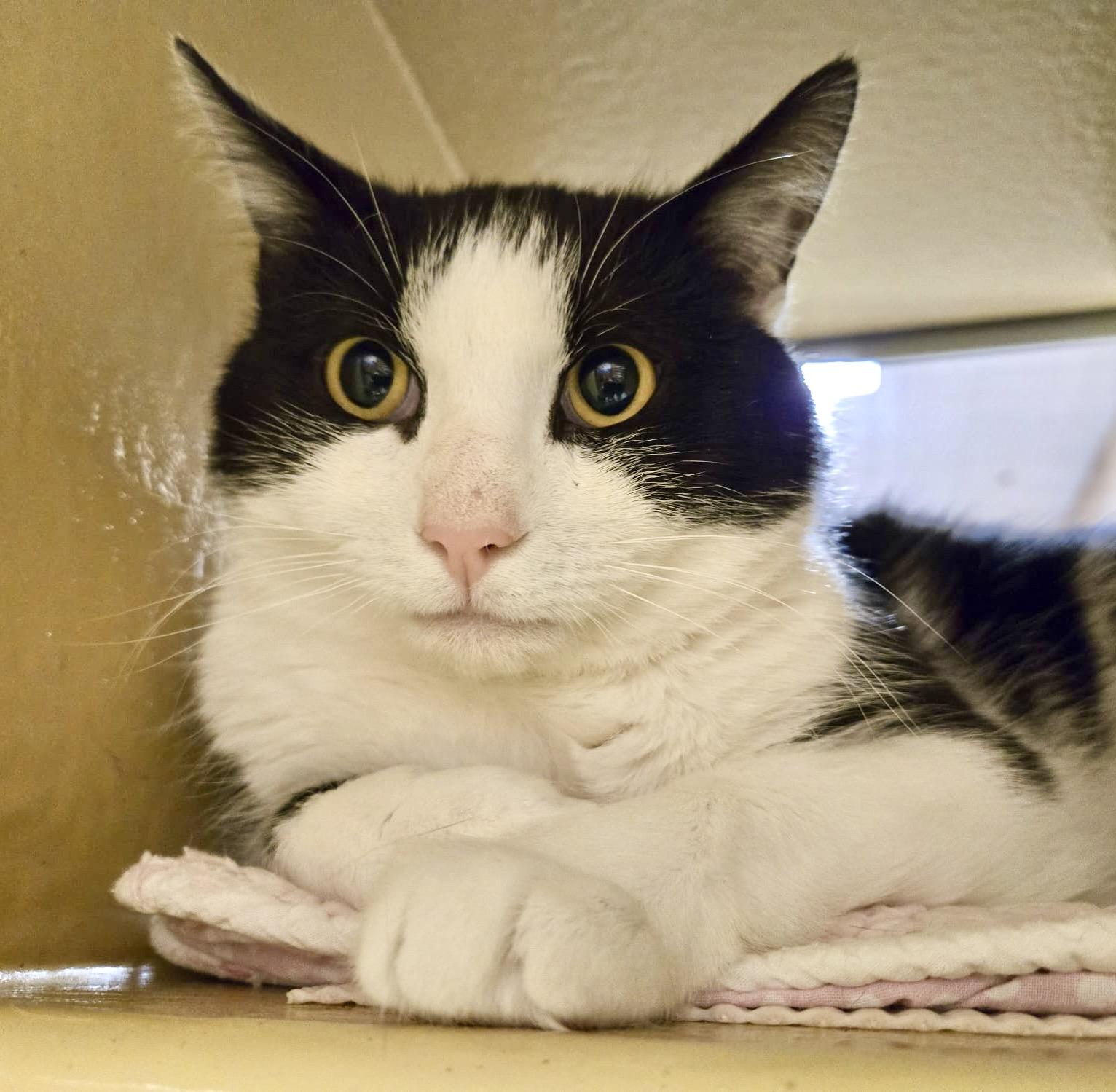 Rhino, adopted, Young Male Tuxedo & Domestic Short Hair.