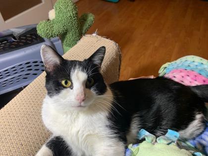 Enlarge Rhino, an adopted mixed breed in Toronto, ON image 4/6