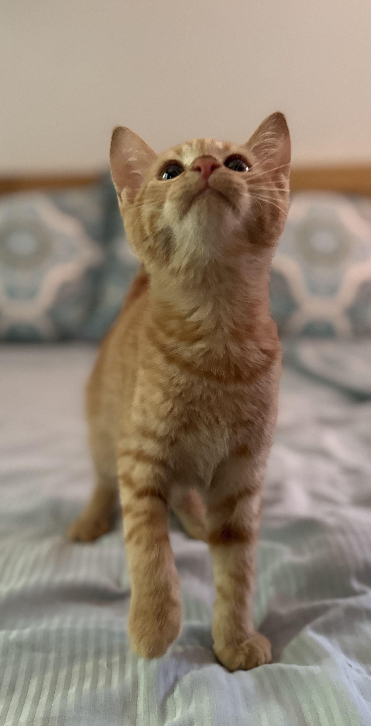 Enlarge Cheeto, a Adoptable Domestic Short Hair in Monroe Township, NJ image 5/5