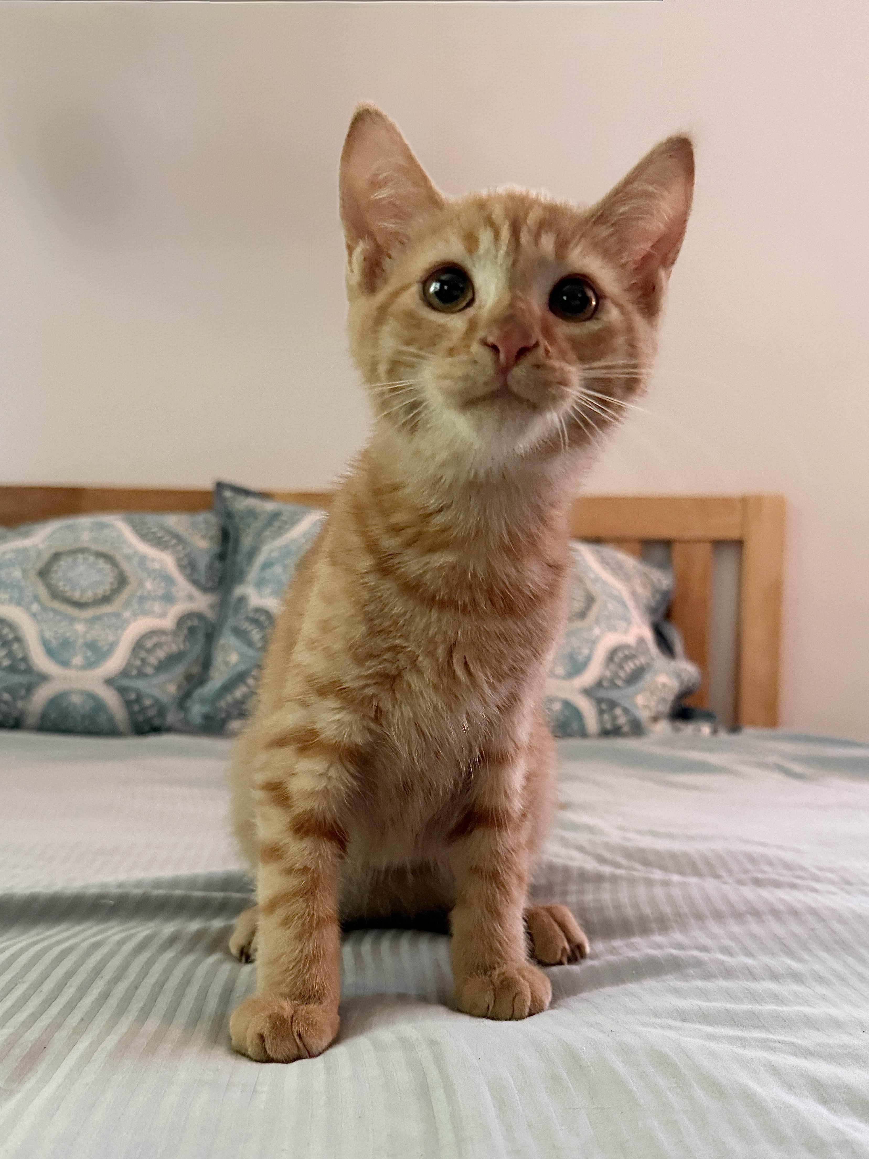 Cheeto, Adoptable, Young Male Domestic Short Hair.