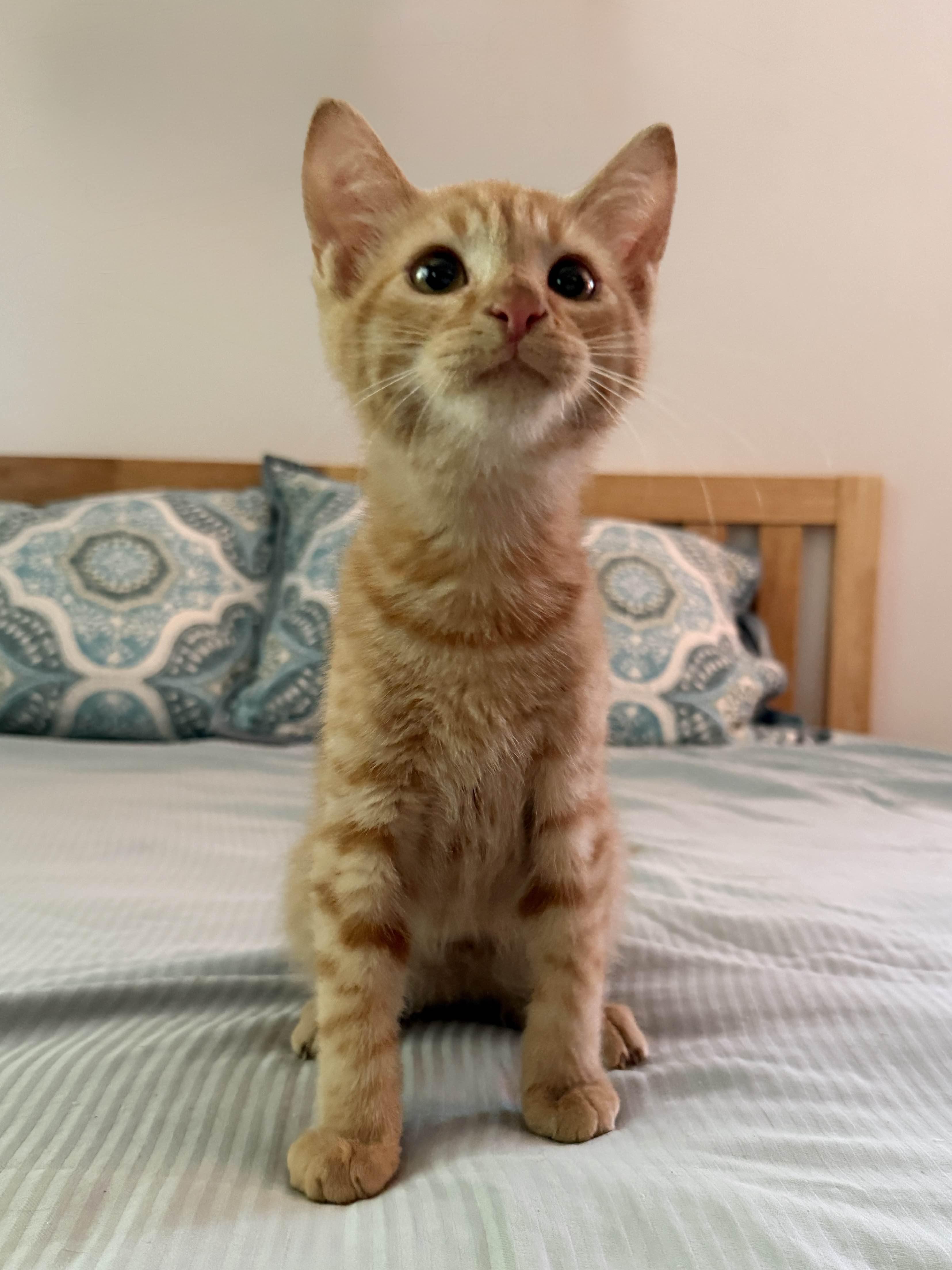 Enlarge Cheeto, a Adoptable Domestic Short Hair in Monroe Township, NJ image 4/5