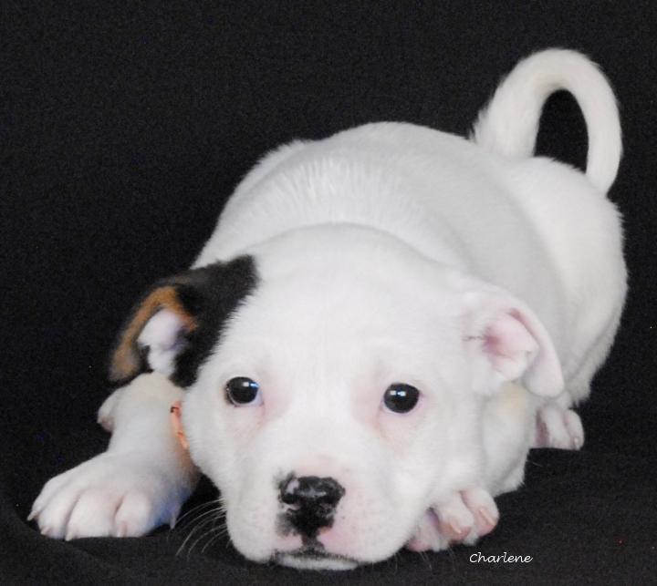 Taylor, Adoptable, Puppy Female Terrier & Beagle.