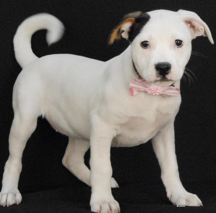 Taylor, an adopted mixed breed in Newland, NC image 1/3