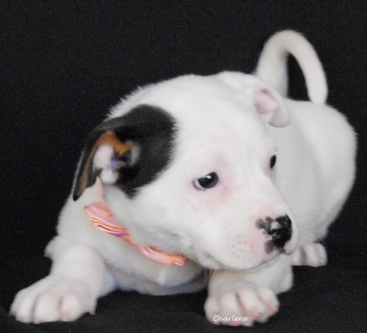 Taylor, an adopted mixed breed in Newland, NC image 3/3