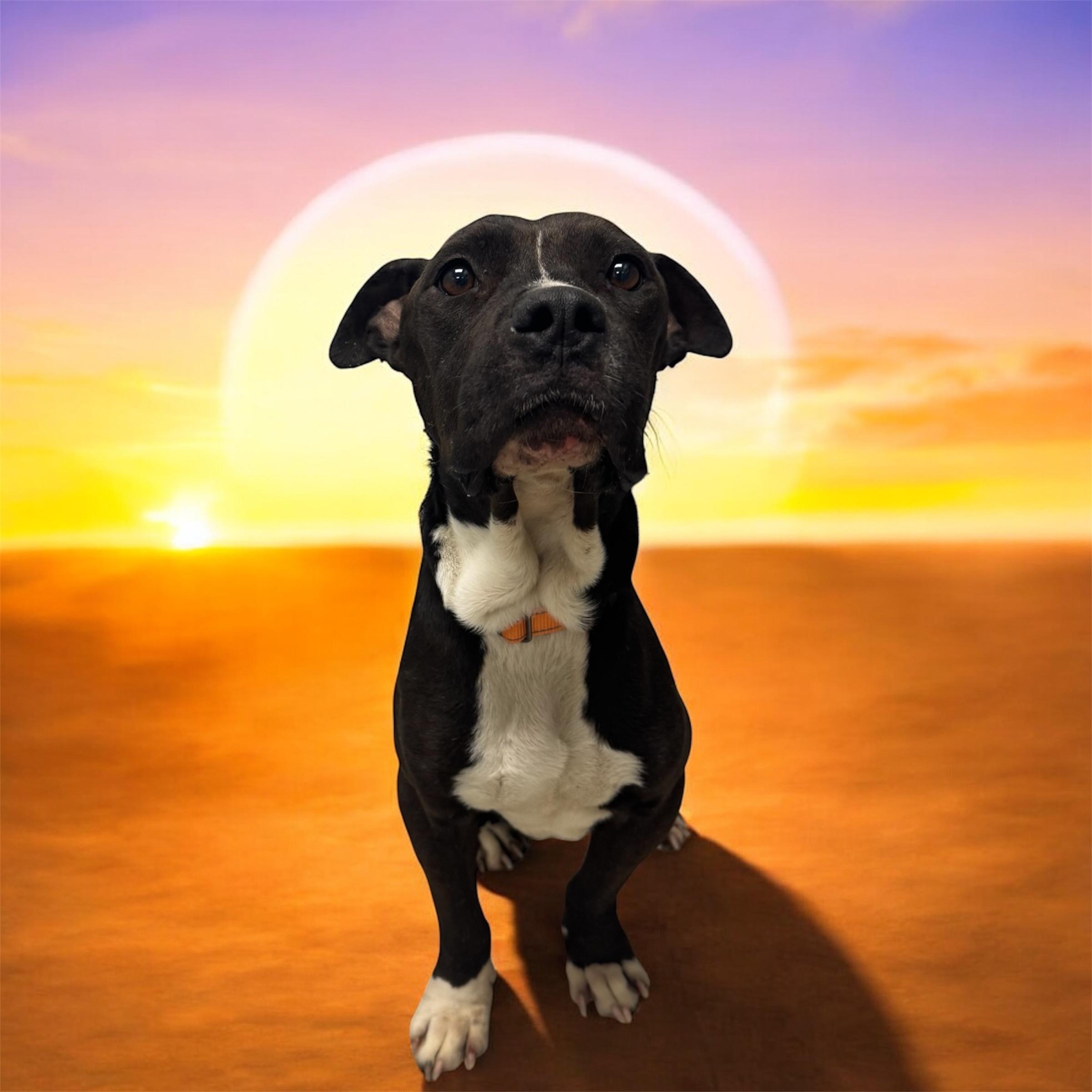 Keoka, Adoptable, Adult Male American Staffordshire Terrier.