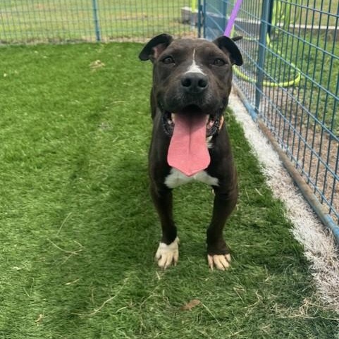 Keoka, Adoptable, Adult Male American Staffordshire Terrier.