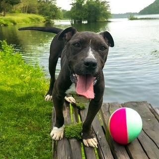Keoka, a Adoptable mixed breed in Williston, VT image 6/6