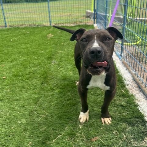 Keoka, a Adoptable mixed breed in Williston, VT image 3/6