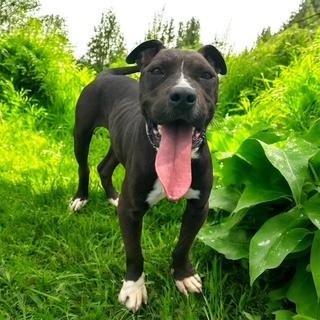 Keoka, a Adoptable mixed breed in Williston, VT image 4/6