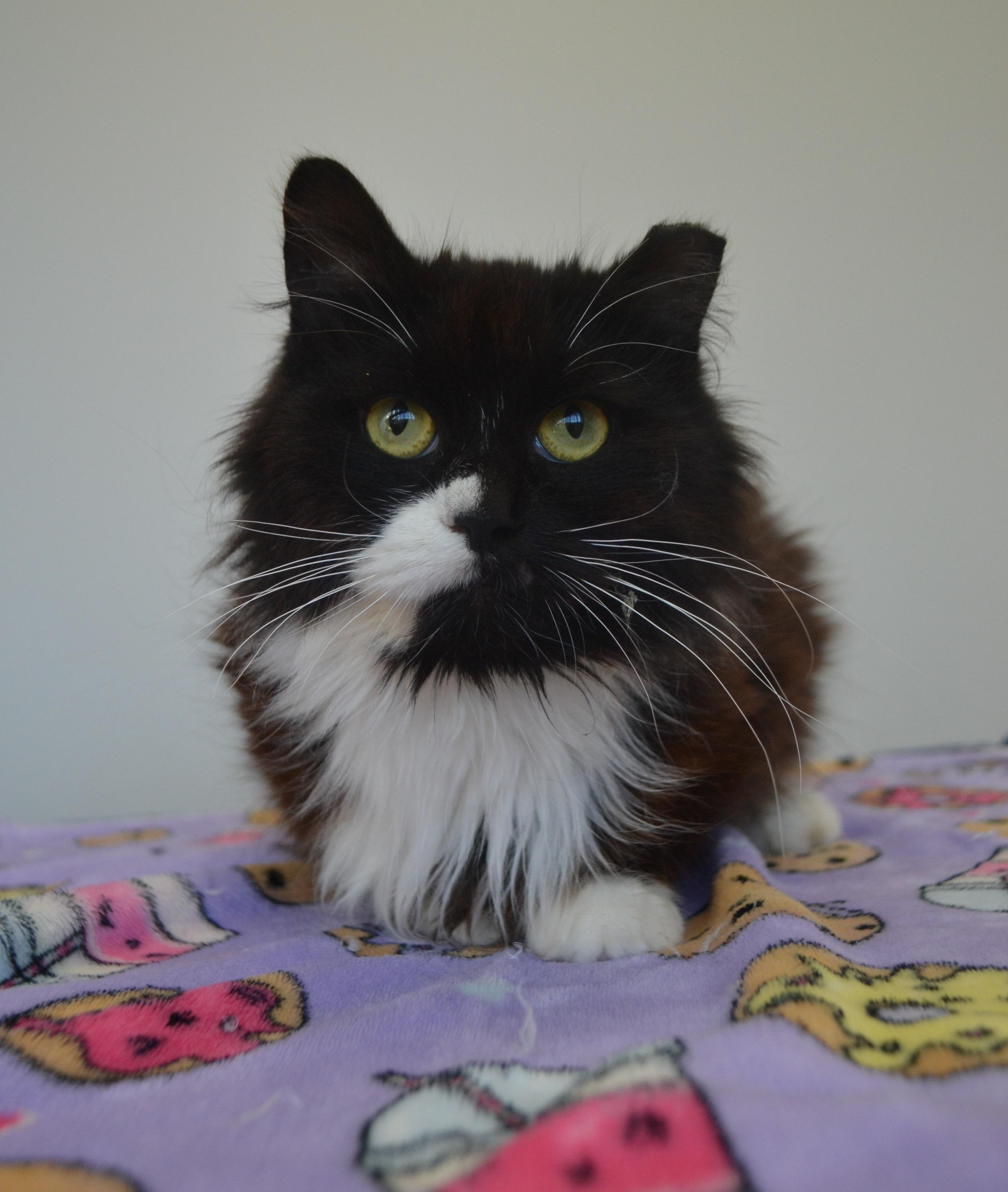 Enlarge Mafalda, a ADOPTABLE Domestic Long Hair in Anjou, QC image 3/3