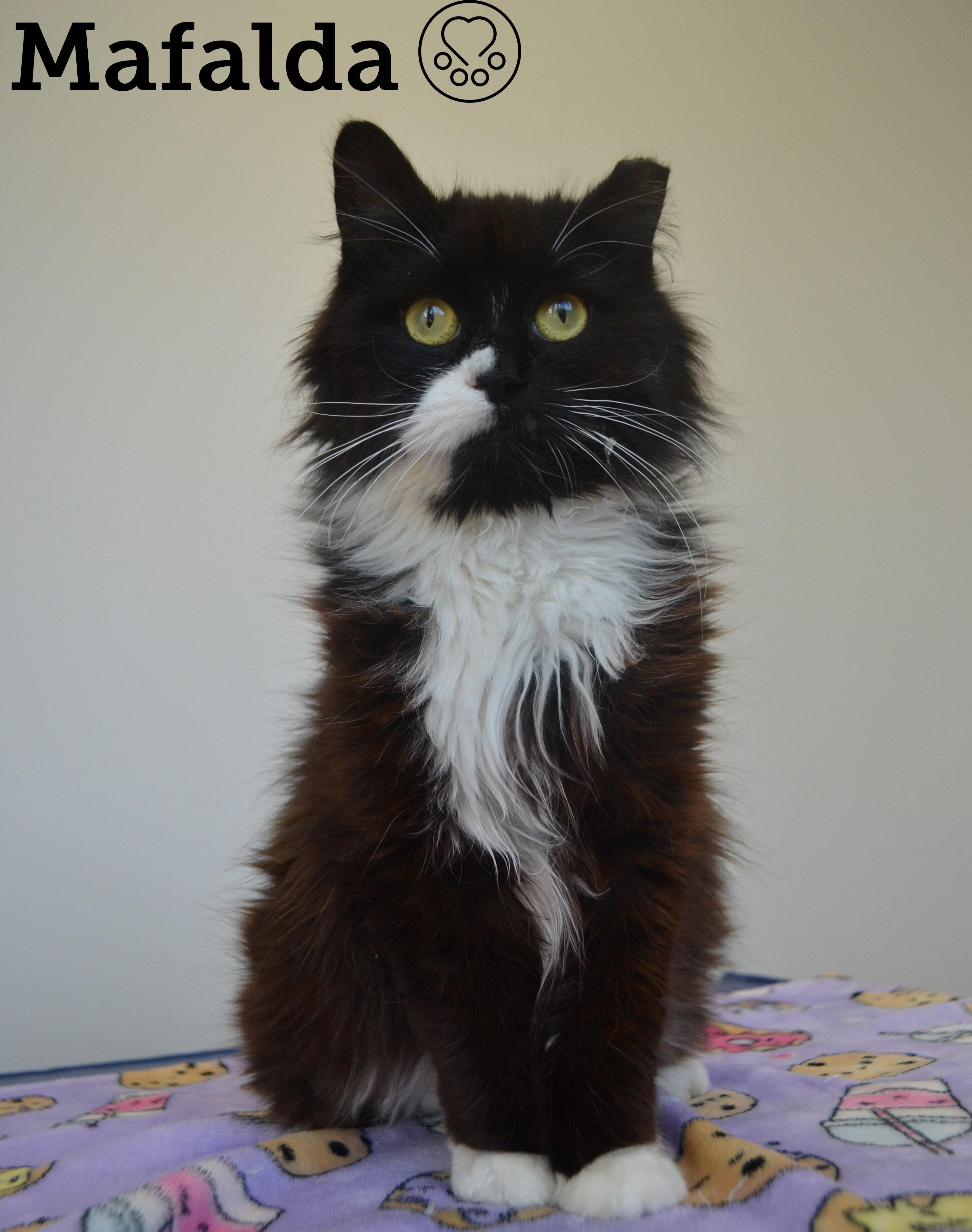 Enlarge Mafalda, a ADOPTABLE Domestic Long Hair in Anjou, QC image 1/3