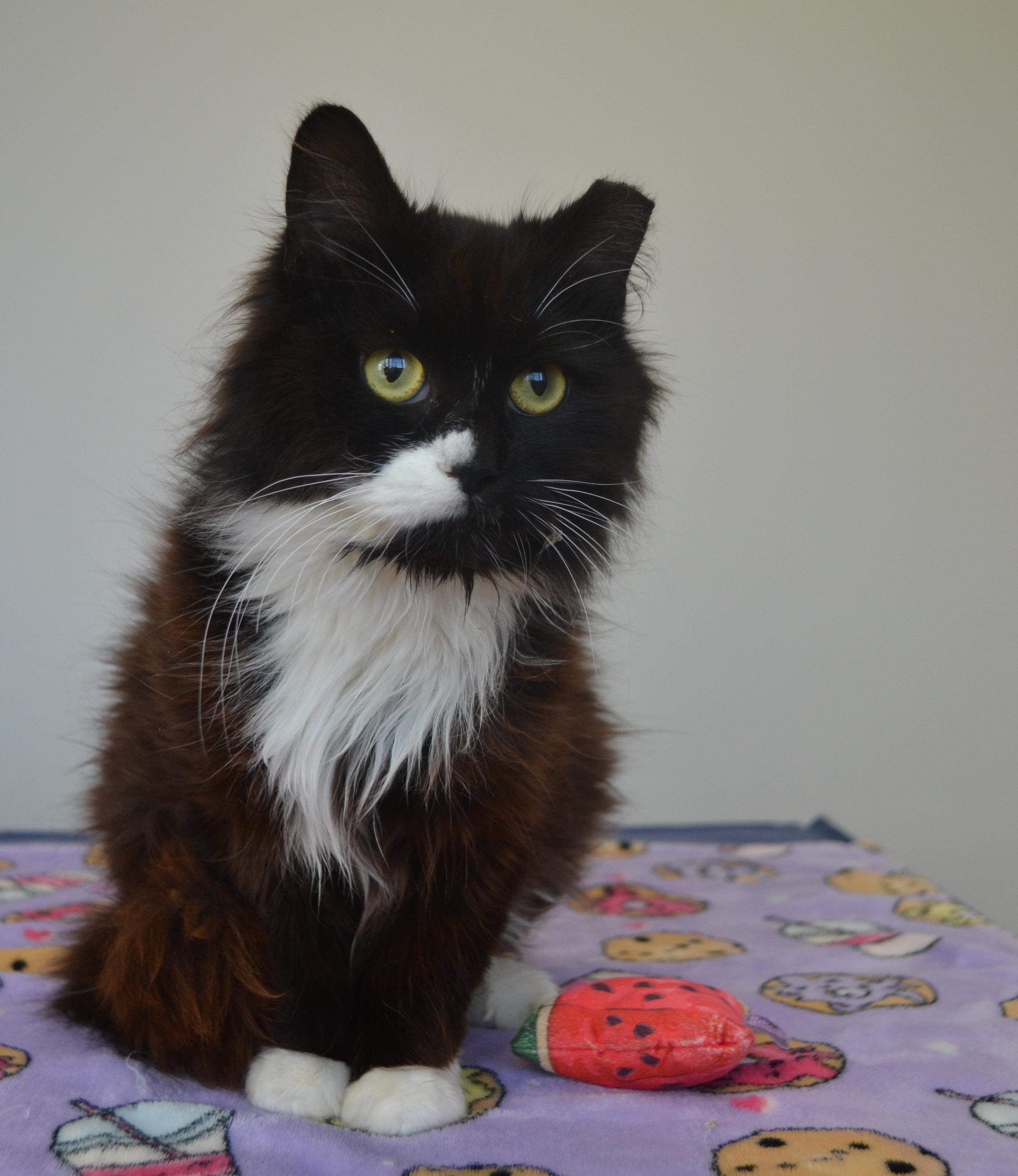 Enlarge Mafalda, a ADOPTABLE Domestic Long Hair in Anjou, QC image 2/3
