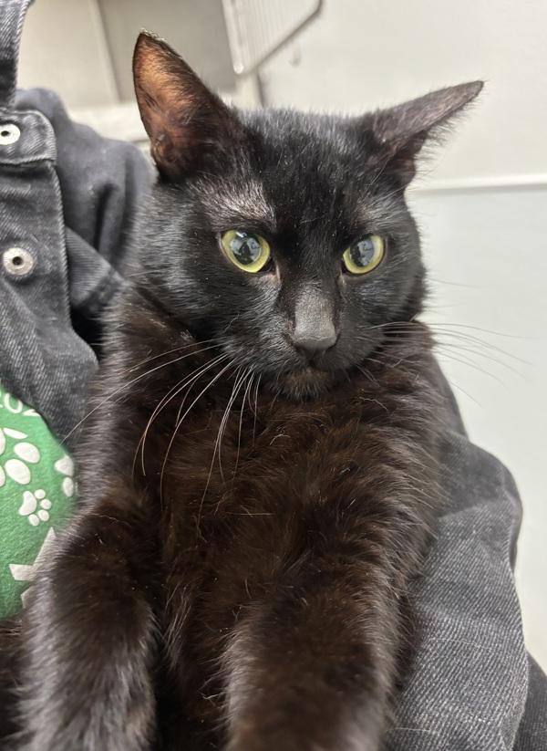 Enlarge Walnut - Bonded W/ Pecan, a Adoptable mixed breed in Silverdale, WA image 2/2