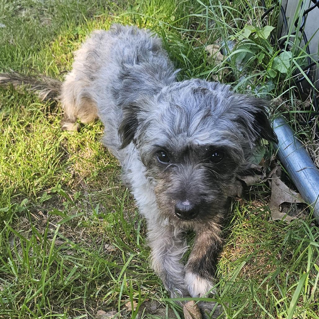 Bonito, a Adoptable mixed breed in Staten Island, NY image 1/5