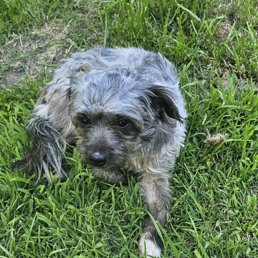 Bonito, a Adoptable mixed breed in Staten Island, NY image 2/5